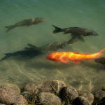 Transport i aklimatyzacja karpi koi: Jak bezpiecznie wprowadzić nowe ryby do stawu?